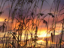 Sea Oats