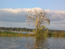 Wando River Bird Tree