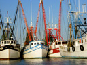 Tis The Shrimping Season
